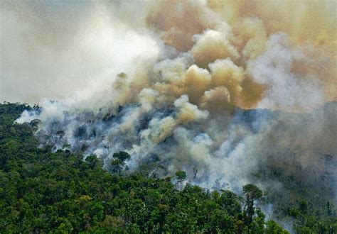  Eksploracja Wizerunku: Amazonia - Brazylijskie Kino Próbuje Uleczyć Ranę Deforestacji